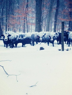 Snowy Cattle Hudson Pines